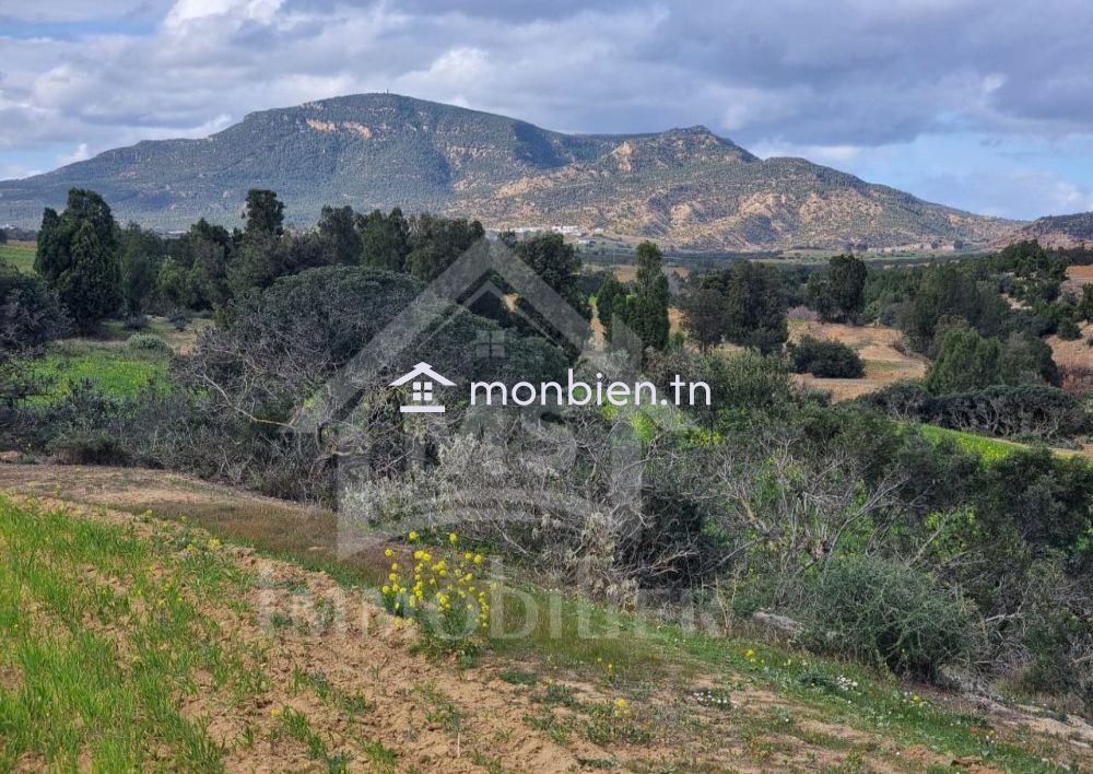 Terrain de 1 hectare planté d'oliviers à Hammamet sud à vendre 51355351