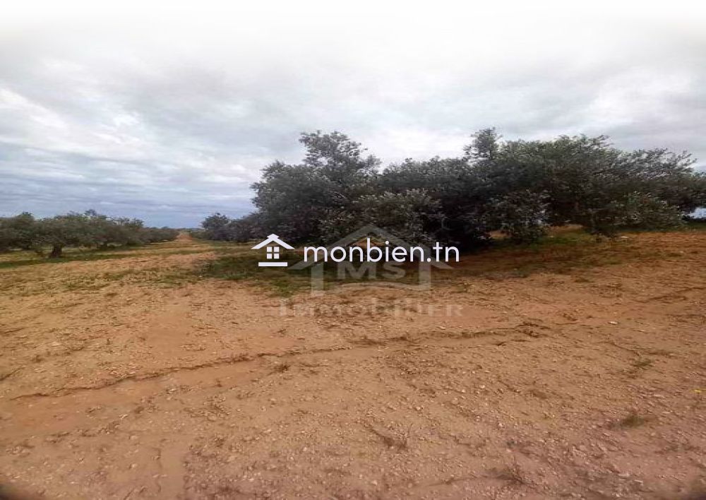 Terrain de 15000 m² planté d'oliviers à Korba à vendre 51355351