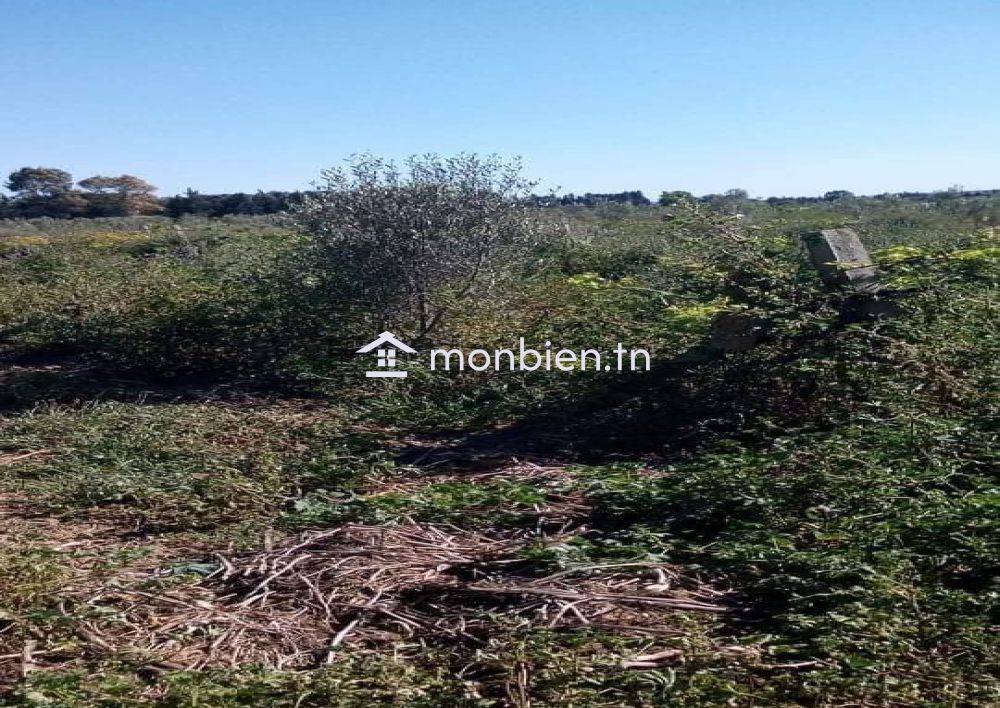 Un hectare planté à Belli Bouargoub