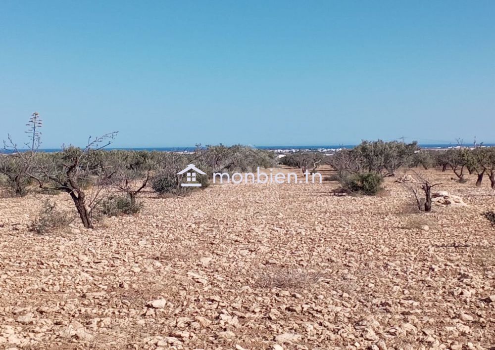 Terrain de 2000 m² à Hammamet Sud à vendre 51355351