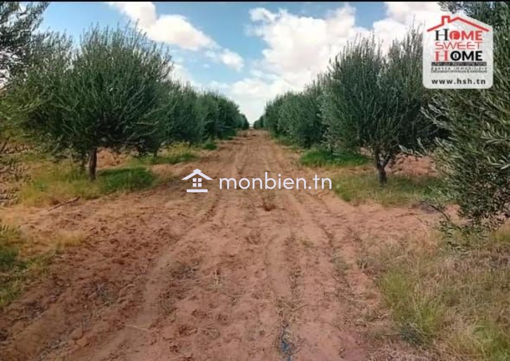 Terrain Agricole Ferraduel à Gafsa