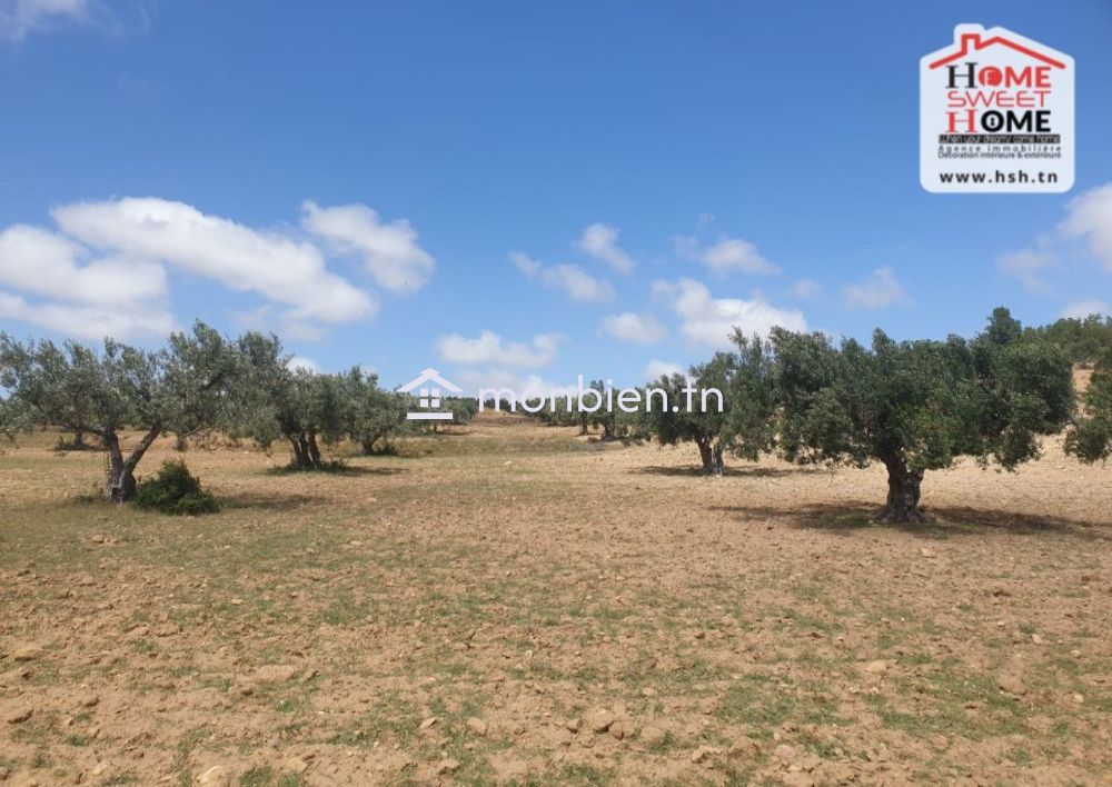 Terrain Agricole Les Collines à Vendre à Zaghouan