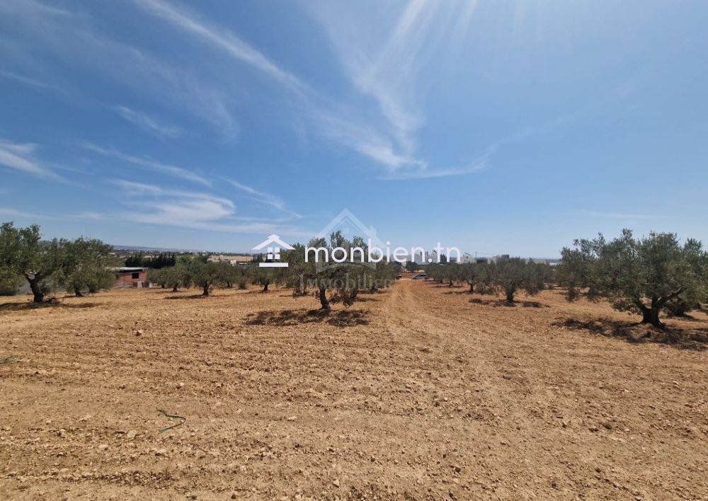 Terrain de 1000 m² à vendre à 200 MD à Hammamet Sud 51355351