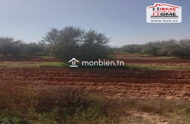 Terrain Agricole Aiinabi à Vendre à Gafsa