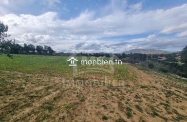 Terrain de 1 hectare planté d'oliviers à Hammamet sud à vendre 51355351