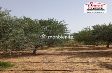 Terrain Agricole Essaei à Vendre à  Gafsa