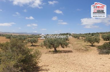 Terrain Agricole Les Collines à Vendre à Zaghouan