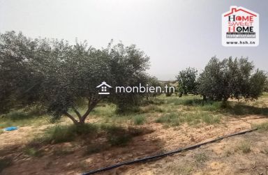 Terrain Agricole Essaei à Vendre à  Gafsa