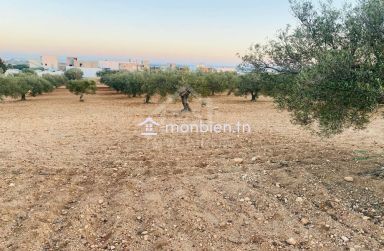 Terrain de 1000 m² à vendre à 200 MD à Hammamet Sud 51355351