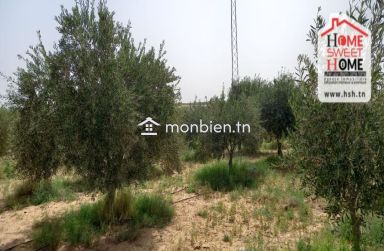 Terrain Agricole Essaei à Vendre à  Gafsa