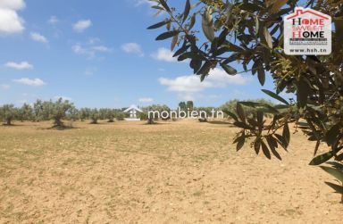 Terrain Agricole Les Collines à Vendre à Zaghouan