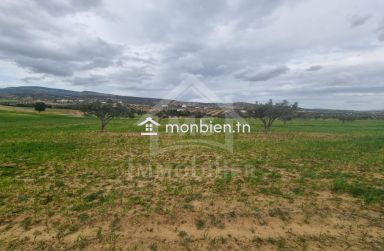 Terrain de 1 hectare planté d'oliviers à Hammamet sud à vendre 51355351