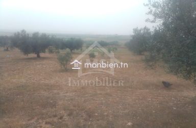 Terrain de 2,5 hectares avec 3 maisons à vendre 51355351