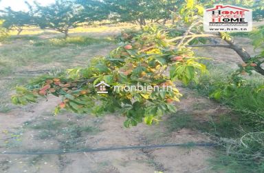 Terrain Agricole Essaei à Vendre à  Gafsa