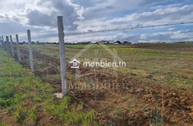 1 hectare planté d'oliviers à Hammamet sud à vendre 51355351