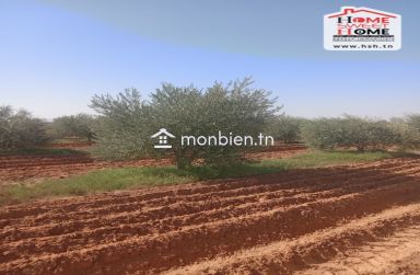 Terrain Agricole Aiinabi à Vendre à Gafsa