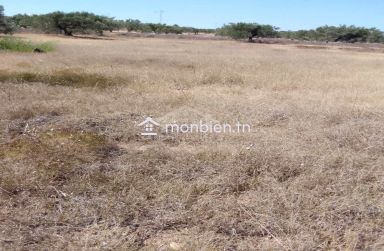 Terrain de 1000 m² à Hammamet Sud à vendre à 60 MD 51355351