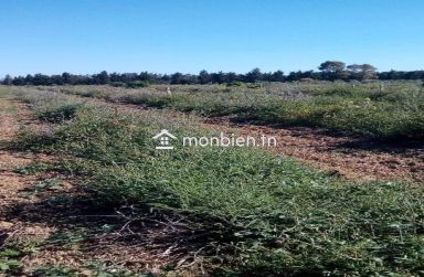 Un hectare planté à Belli Bouargoub