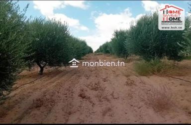 Terrain Agricole Ferraduel à Gafsa