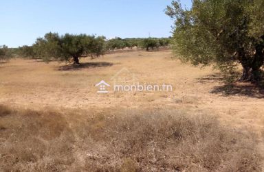 Terrain de 1000 m² à Hammamet Sud à vendre à 60 MD 51355351