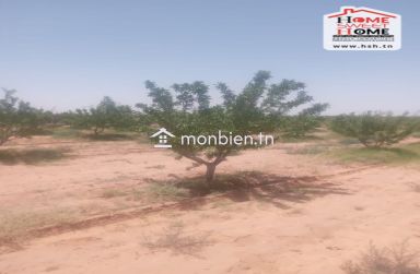 Terrain Agricole Souihli à Vendre à Awled Zayd Gafsa