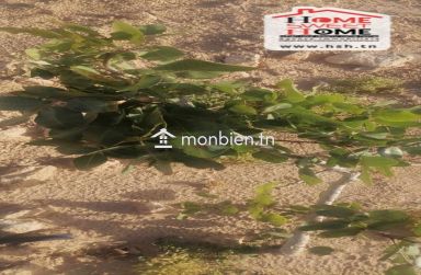 Terrain Agricole Abassisse à Vendre à Gafsa