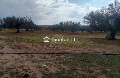 Un terrain de 200 m² à Hammamet Sud à vendre à 35 MD 51355351