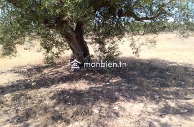 Terrain de 1000 m² à Hammamet Sud à vendre à 60 MD 51355351