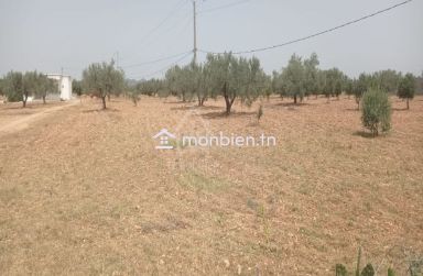 Terrain de 4800 m² à vendre à Sidi Mtir 51355351