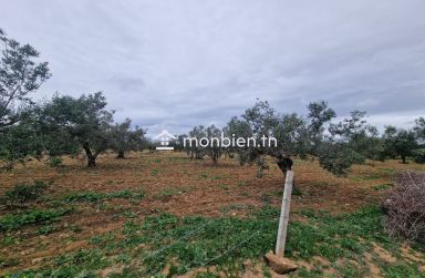 Terrain de 2740 m² à vendre à Hammamet Sud 51355351