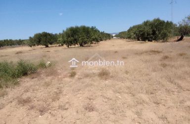 Terrain de 1000 m² à Hammamet Sud à vendre à 60 MD 51355351