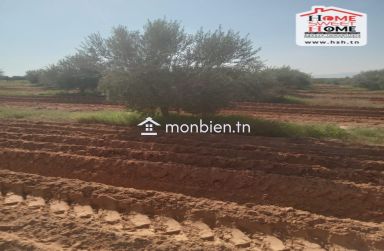 Terrain Agricole Aiinabi à Vendre à Gafsa