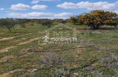 Un lot de terrain de 500 m² à vendre à 50 MD à Hammamet Sud 51355351