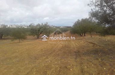 Terrain de 1000 m² à Hammamet Sud à vendre 51355351