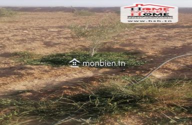 Terrain Agricole Abassisse à Vendre à Gafsa