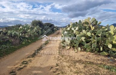 Terrain de 1 hectare planté d'oliviers à Hammamet sud à vendre 51355351