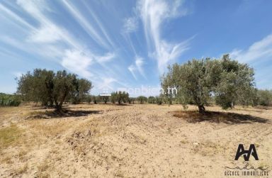 Terrain agricole de 57000m² à Boulidine Korba, Nabeul