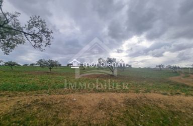 1 hectare planté d'oliviers à Hammamet sud à vendre 51355351