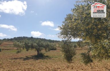 Terrain Agricole Les Collines à Vendre à Zaghouan