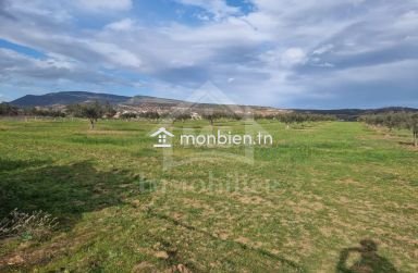 Terrain de 1 hectare planté d'oliviers à Hammamet sud à vendre 51355351