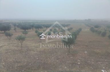 Terrain de 2,5 hectares avec 3 maisons à vendre 51355351