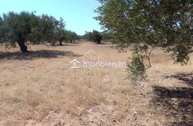 Terrain de 1000 m² à Hammamet Sud à vendre à 60 MD 51355351