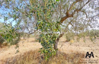 Terrain agricole de 57000m² à Boulidine Korba, Nabeul