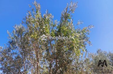 Terrain agricole de 71223m² à Mhadhba, Nabeul