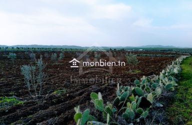 4 hectares ayant une vue de mer à vendre à Hammamet Sud 51355351