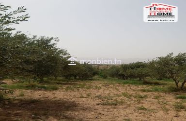 Terrain Agricole Essaei à Vendre à  Gafsa