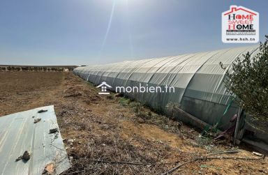 Ferme Saint-Martin à Vendre à Cebelet Ben Ammar