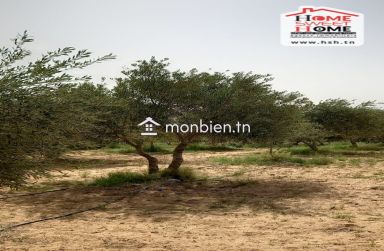 Terrain Agricole Essaei à Vendre à  Gafsa