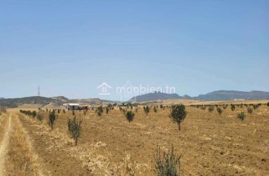 6.5 hectares avec une maison à vendre à Hammamet Sud 51355351