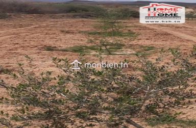 Terrain Agricole Louza à Vendre à EL Fajja Gafsa